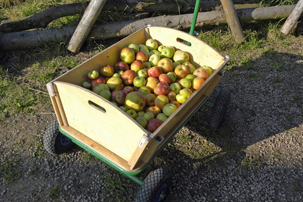 wooden_wagon_filled_with_apples