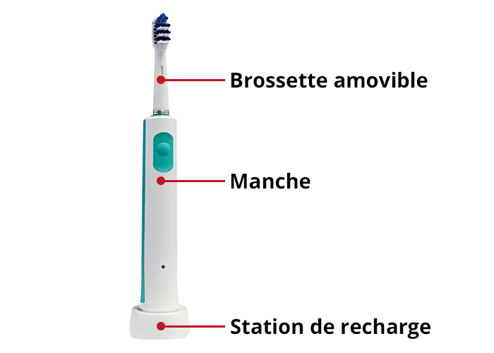 brosse a dents electrique structure