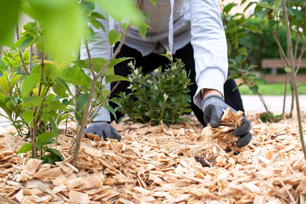 Le jardinier répand du paillis dans le jardin