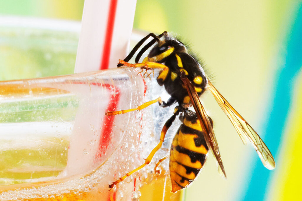 Guêpe sur un verre de limonade