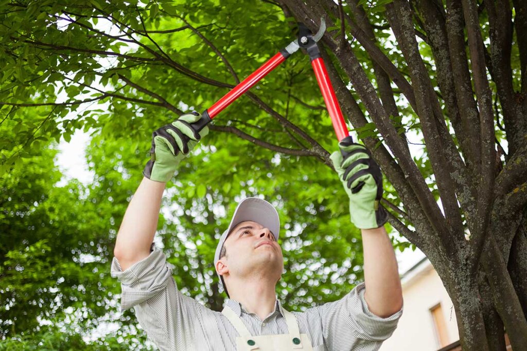 jardinier taillant un arbre