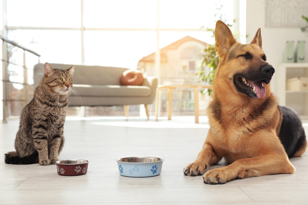 chien_et_chat_devant_une_mangeoire