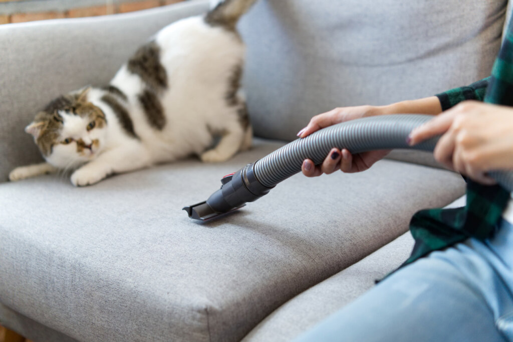 Chat effrayé par un aspirateur sur un canapé