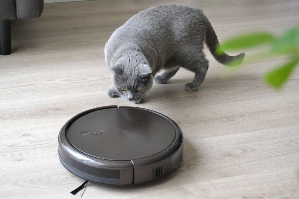 Chat observant l'aspirateur-robot