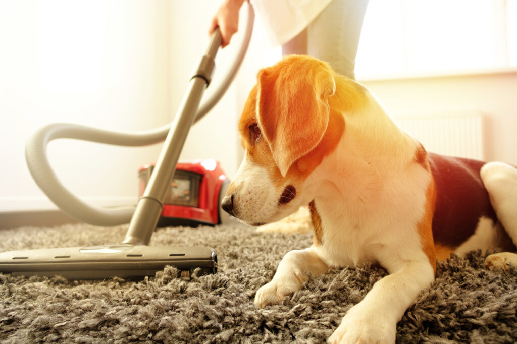 Chien observant l'aspirateur