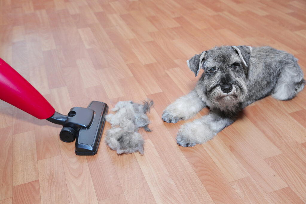 Chien sur un paquet et cheveux aspirés