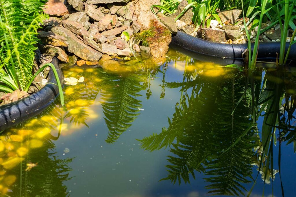 L'étang de jardin est pollué par des algues