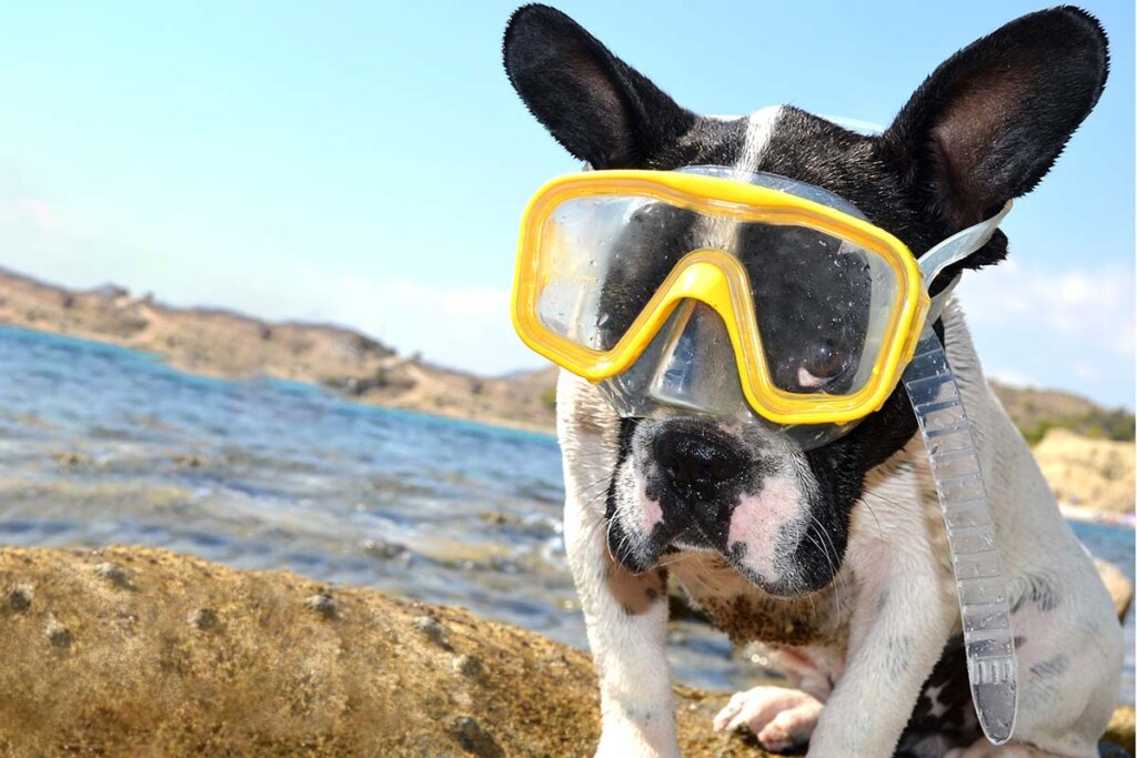 Chien avec lunettes de natation