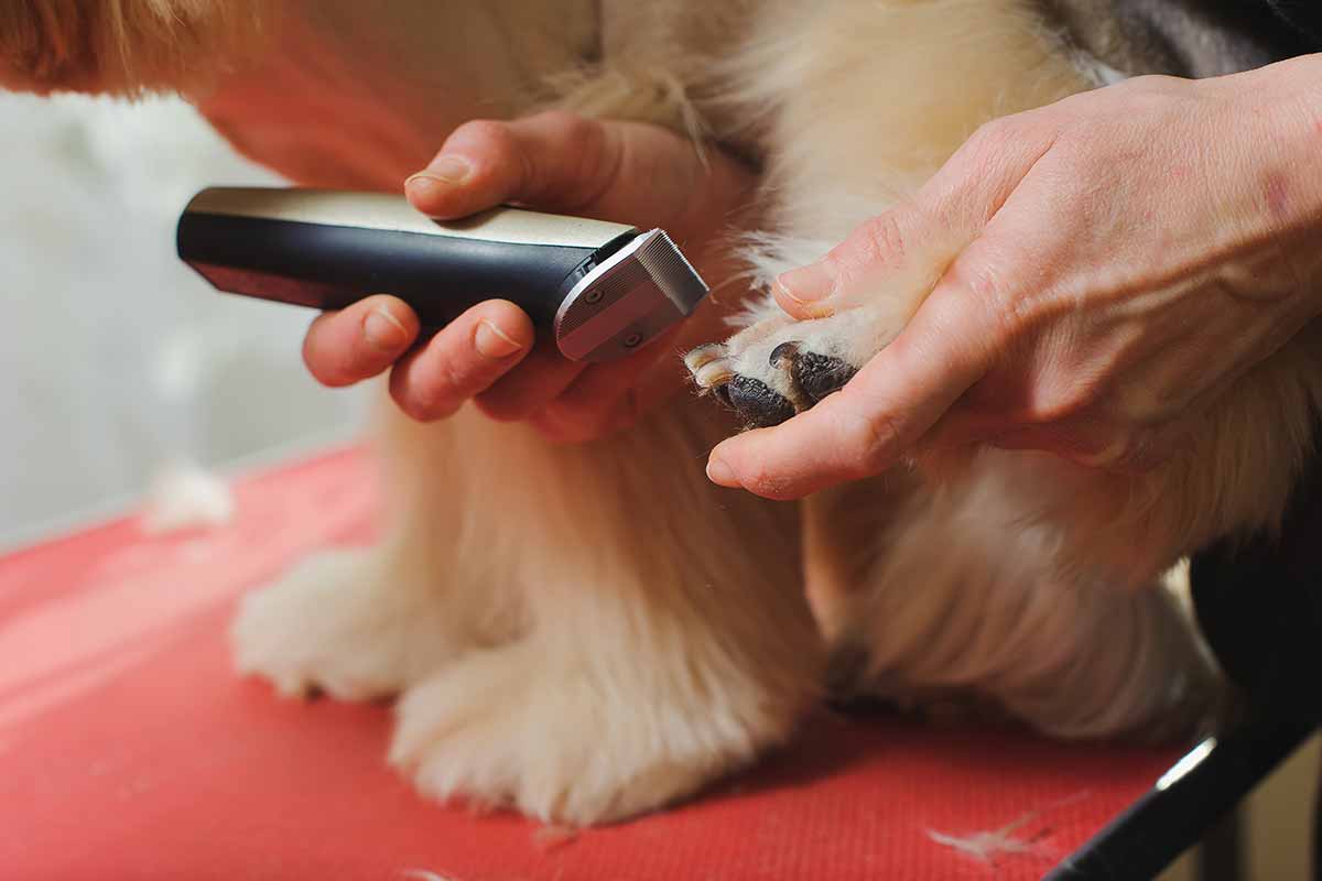 tondeuse pour chiens-patte de chien est tondue