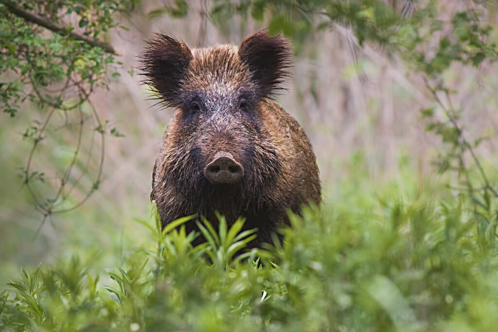 Un porc sauvage regarde la caméra